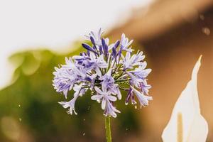 skön blomma belägen i haiti foto