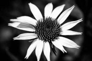 stänga upp av vit daisy på konstnärlig bakgrund med mjuk fokus. dramatisk blommig makro, mörk suddig lövverk bakgrund foto