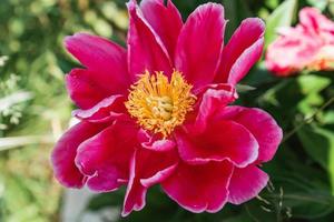 närbild av trädgård pion cultivar paeonia lactiflora 'röd romantik' med ljus djupröd yttre kronblad med gul Centrum. färgrik blomma blommig bakgrund foto