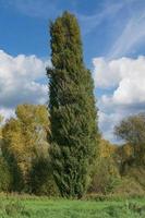 svart poppel eller Lombardiet poppel ,rheinland,tyskland foto