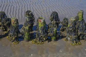 blåstång eller tång --fucus vesiculosus-- på ruttnat groyne, norr hav, norr frisia, tyskland foto