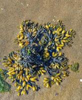 blåstång eller tång --fucus vesiculosus-- på norr hav i norr frisia, Tyskland foto