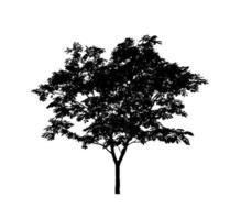 isolerat träd silhuett för borsta på vit bakgrund foto