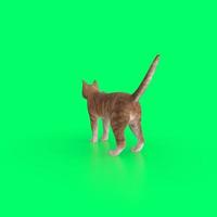 katt djur- på en bakgrund foto