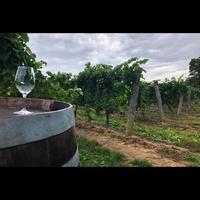 vin glas i vingård foto