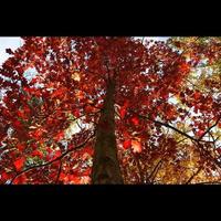 röd falla träd foto