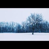 snöig träd i fält foto