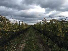 vingård rader av vinstockar foto