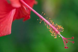 röd hibiskus blomma på en grön bakgrund. i de tropisk trädgård. ljus makro bild av tropisk blomning växt foto