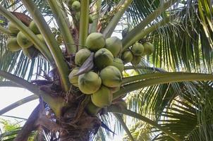stänga upp kokosnötter på de kokos träd i de trädgård foto