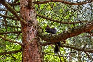 ekorre äter nöt på de träd. mörk ekorre med en nöt foto