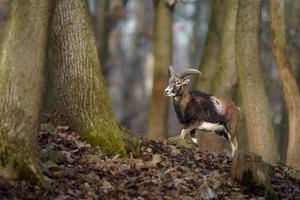 mouflon i skog foto