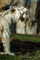 vit tiger i Zoo foto