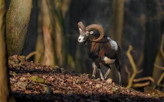 mouflon i skog foto