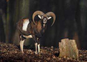 mouflon i skog foto