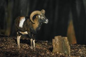 mouflon i skog foto