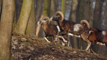 mouflon i skog foto