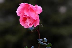 en vild reste sig blommar i en stad parkera i nordlig israel. foto