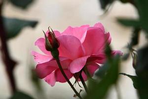 en vild reste sig blommar i en stad parkera i nordlig israel. foto