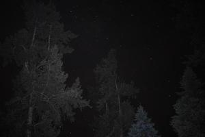 lång exponering träd och stjärnor natt himmel foto