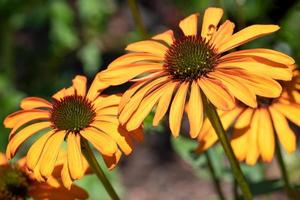 solhattar, echinacea purpurea foto