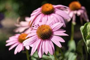 solhattar, echinacea purpurea foto