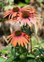 solhattar, echinacea purpurea foto