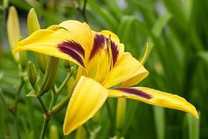 dag lilja, hemerocallis foto