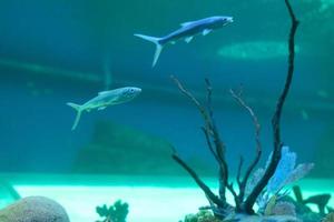 under vattnet värld. exotisk fisk fisk i ett akvarium foto
