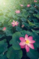 lotus blomma i de damm med en skön ljus i de morgon- foto
