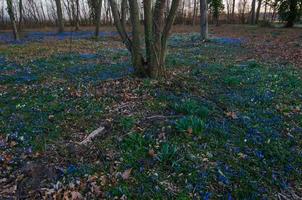 många blå blommor i de skog foto