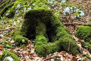 resa till sankt-wolfgang, Österrike. de stubbe med de grön mossa i de bergen skog. foto