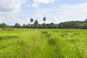 ris växa vilt på en skön bruka i thailand foto