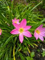 de rosa regn lilja är en arter av växt av de släkte zephyranthes eller regn lilja inföding till peru och colombia. foto