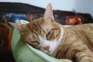 söt liten röd kattunge sover på päls grön filt. en ingefära katt sover i hans mjuk mysigt säng. en ljuv och skön liten röd och vit kattunge katt liggande på säng. foto
