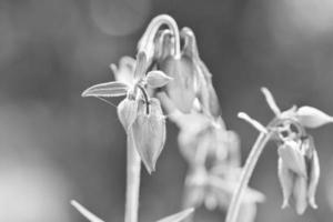 vild orkide på en äng. svart och vit skott. blomma Foto från natur. landskap