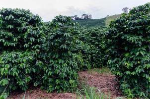 se av arabica kaffe växter i minas gerais, Brasilien foto