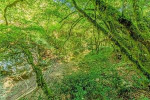 bilder av en vandra genom tät grön skog längs en torkades flodbädden i skarline natur parkera i Istrien foto