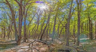 se in i en tät skog i patagonien under de dag foto