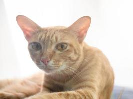 stänga upp orange inhemsk katt Sammanträde på soffa med solljus på morgon- foto