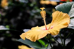 hibiskus blomma hibiskus rosa-sinensis l är en buske av de malvaceae familj ursprung från öst Asien och allmänt vuxen som ett dekorativ växt i tropisk och subtropisk område. foto