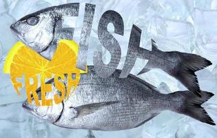 färsk fisk, dorado fisk, kreativ text fisk på en bakgrund av is kuber. foto