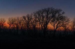 tidigt morgon- landskap i de fält. de Sol låter skön strålar av ljus genom de dimma och träd. ljus Sol strålar på en dimmig äng. foto