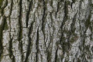 trä- textur. fragment av träd trunk med bark foto