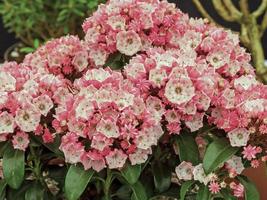 närbild av berg laurel blommor, kalmia latifolia foto