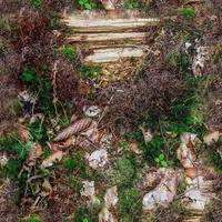 hög upplösning sömlös textur av en skog jord med mossa och nötter. foto