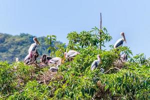 grupp stork bygga en bo på träd och har en bebis foto