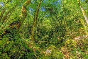 bilder av en vandra genom tät grön skog längs en torkades flodbädden i skarline natur parkera i Istrien foto