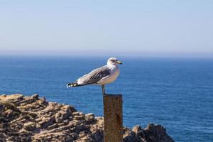 fiskmås Sammanträde på staket posta i främre av blå atlanten vatten i portugal foto