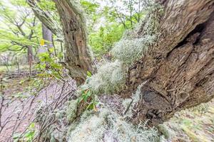 makro skott av en mossa täckt träd trunk i en skog foto